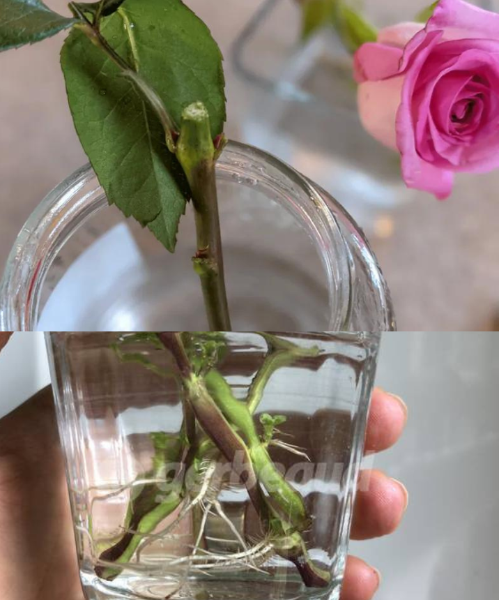 C Mo Hacer Una Esqueje De Rosal En Agua Paso A Paso Delicias Culinarias