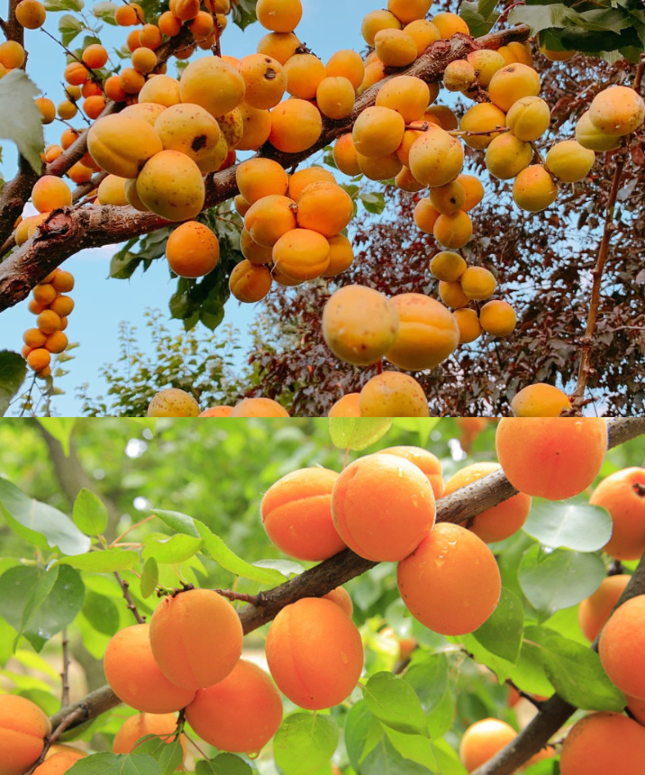 Albaricoquero Plantaci N Cultivo Cuidado Y Cosecha Delicias Culinarias