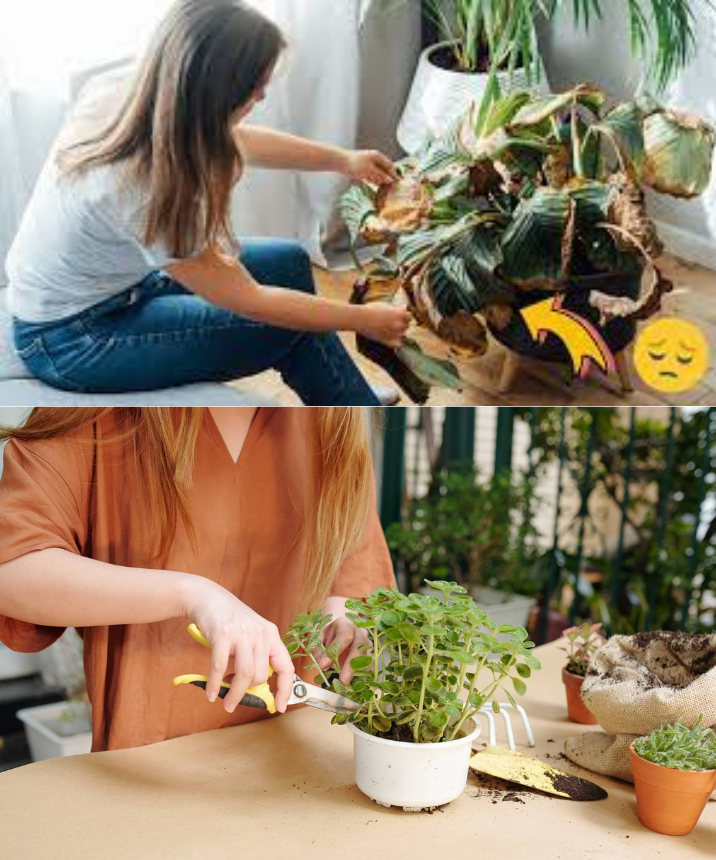 C Mo Salvar Una Planta Marchita Consejos Y Trucos Delicias Culinarias