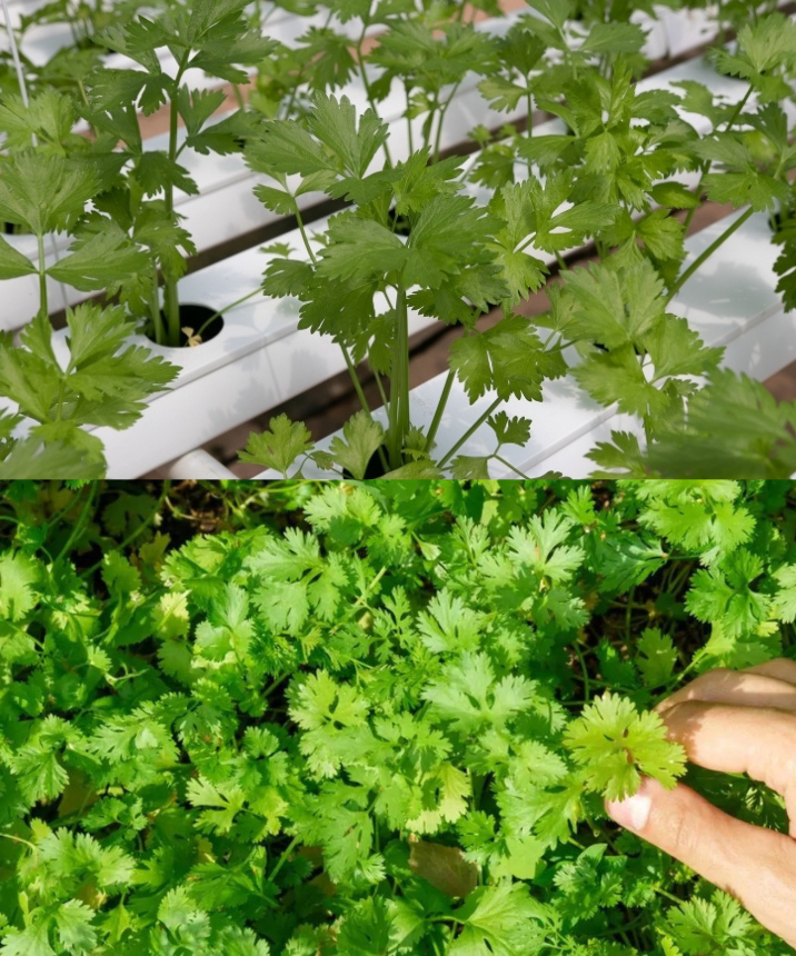 C Mo Cultivar Cilantro En Maceta Una Gu A Simple A Seguir Delicias Culinarias