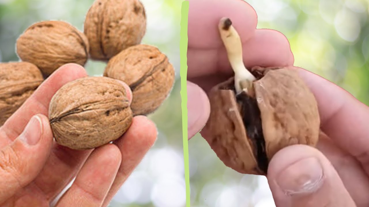 Cómo Cultivar Nueces A Partir De Semillas Una Guía Sencilla Para Cultivar Un Árbol De Nuez En 1955